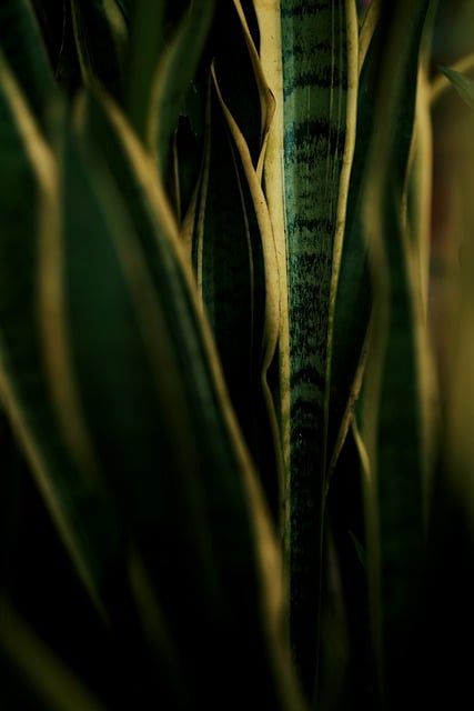 Free download sansevieria aesthetic free picture to be edited with GIMP free online image editor