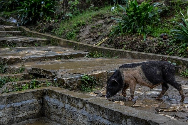 Free download Sapa Natural Animal free photo template to be edited with GIMP online image editor