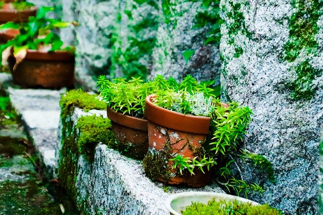 ດາວໂຫຼດຟຣີ Sapling Shrine Japan - ຮູບພາບ ຫຼືຮູບພາບທີ່ບໍ່ເສຍຄ່າເພື່ອແກ້ໄຂດ້ວຍຕົວແກ້ໄຂຮູບພາບອອນໄລນ໌ GIMP