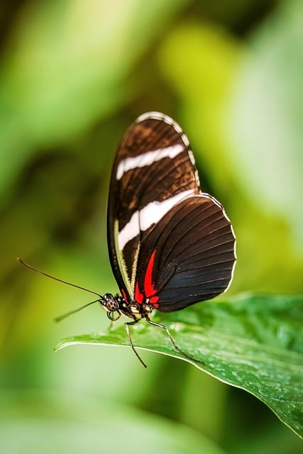 Free download sara longwing butterfly insect free picture to be edited with GIMP free online image editor