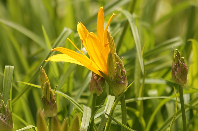 Free download saranka lily flower beautiful free picture to be edited with GIMP free online image editor