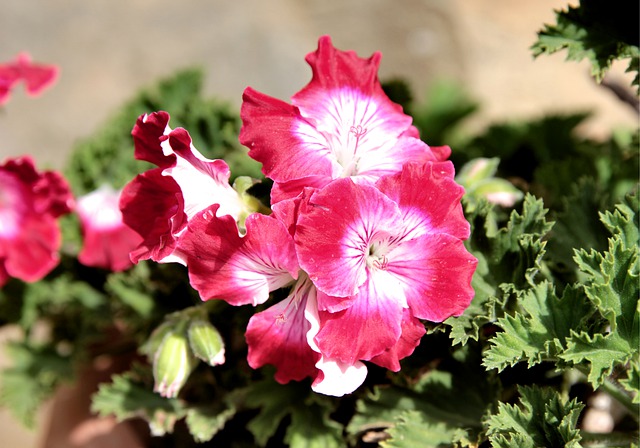 Free download sardinia geranium ceylangozu garden free picture to be edited with GIMP free online image editor