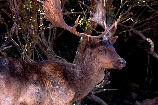 Free download Sardinian Deer Animal -  free photo or picture to be edited with GIMP online image editor