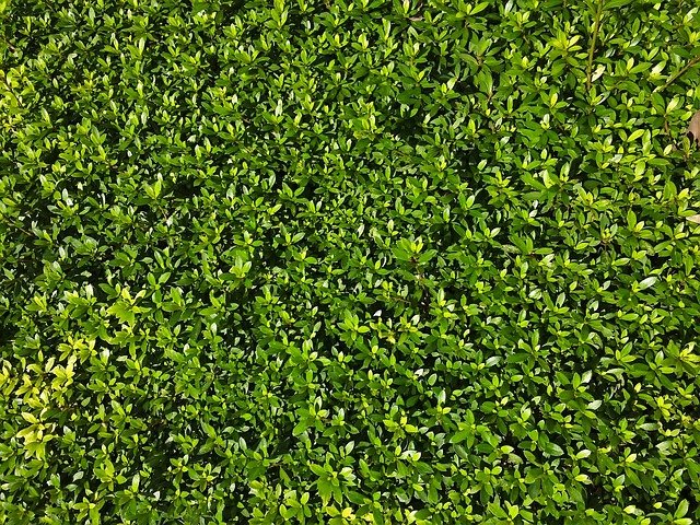 Free download satsuki grass leaf green free picture to be edited with GIMP free online image editor