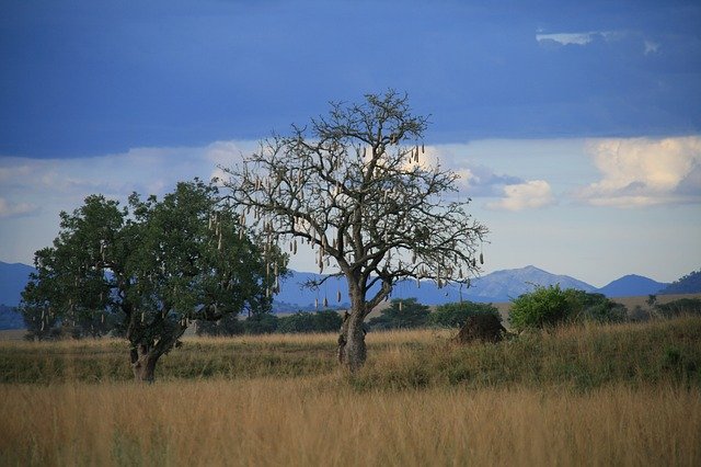 Free download Sausage Tree Uganda Nature -  free photo or picture to be edited with GIMP online image editor