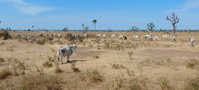 Free download Savannah Herd Zebu -  free photo or picture to be edited with GIMP online image editor