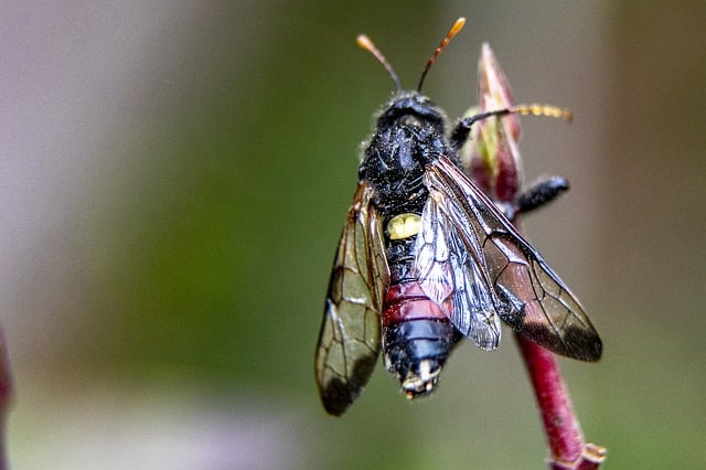 Free download sawfly insect nature birch sawfly free picture to be edited with GIMP free online image editor