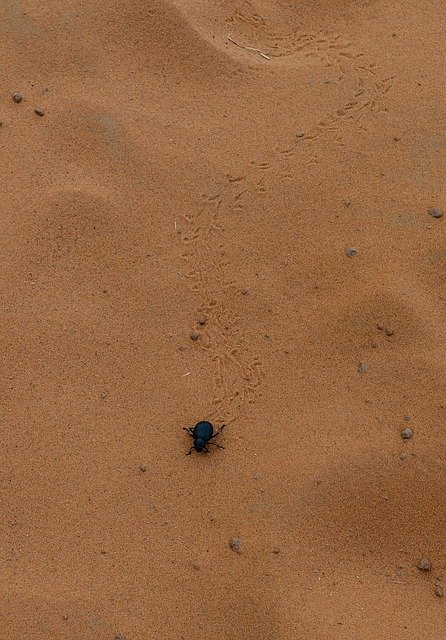 Free download Scarab Beetle Desert -  free photo or picture to be edited with GIMP online image editor