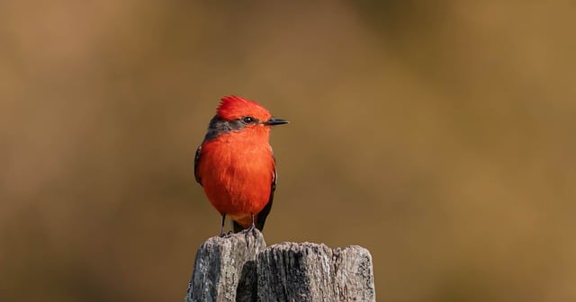 Free download scarlet flycatcher flycatcher free picture to be edited with GIMP free online image editor