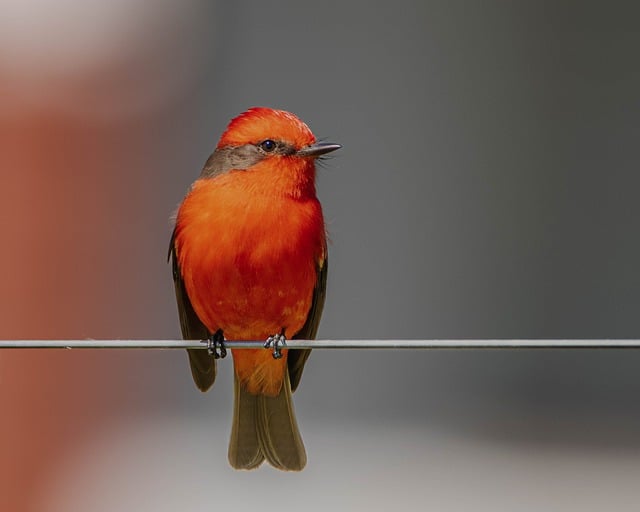 Free download scarlet flycatcher plumage wild bird free picture to be edited with GIMP free online image editor