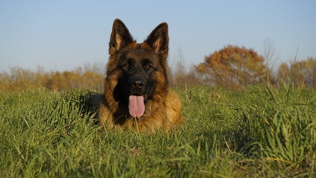 Free download Schäfer Dog German Shepherd Old free photo template to be edited with GIMP online image editor