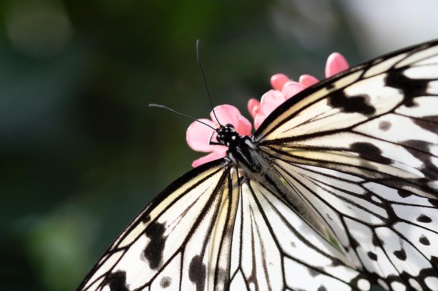 Free download Schmetterling Butterfly Blume -  free photo or picture to be edited with GIMP online image editor