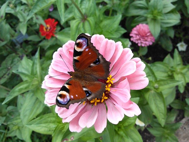 Free download Schmetterling Pfauenauge Ostern -  free free photo or picture to be edited with GIMP online image editor