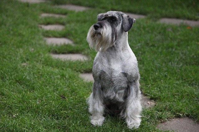 Free download Schnauzer Dog Pet -  free photo or picture to be edited with GIMP online image editor