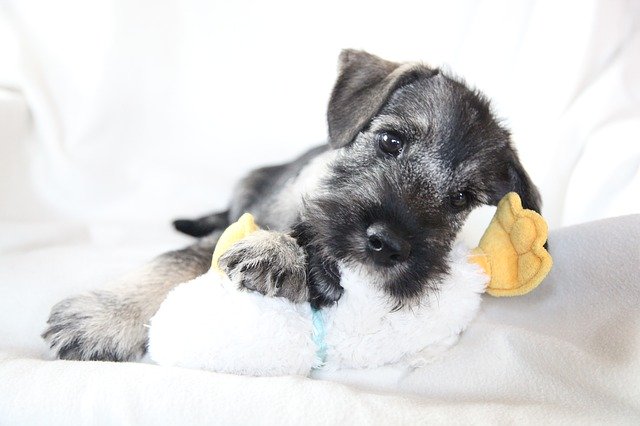 Free download Schnauzer Dog Puppy -  free photo or picture to be edited with GIMP online image editor