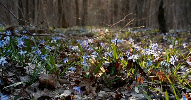 Free download Scilla Bloom Blue -  free photo or picture to be edited with GIMP online image editor