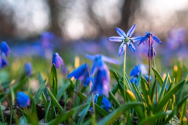 Free download Scilla Siberica Flower -  free photo or picture to be edited with GIMP online image editor