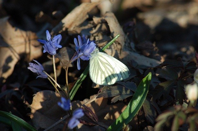 Free download Scilla Silvestre Bifolia L -  free photo or picture to be edited with GIMP online image editor