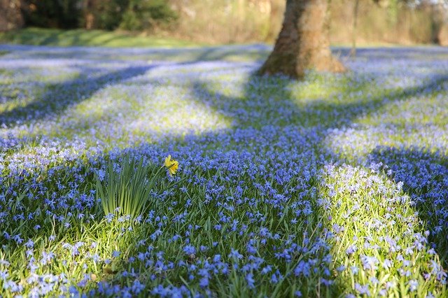 Free download Scilla Spring Flower Blue Wonder -  free photo or picture to be edited with GIMP online image editor