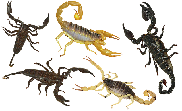 Free download Scorpion Arthropoda Poisonous -  free illustration to be edited with GIMP free online image editor