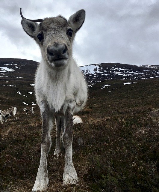 Free download Scotland Hiking Outdoors -  free photo or picture to be edited with GIMP online image editor