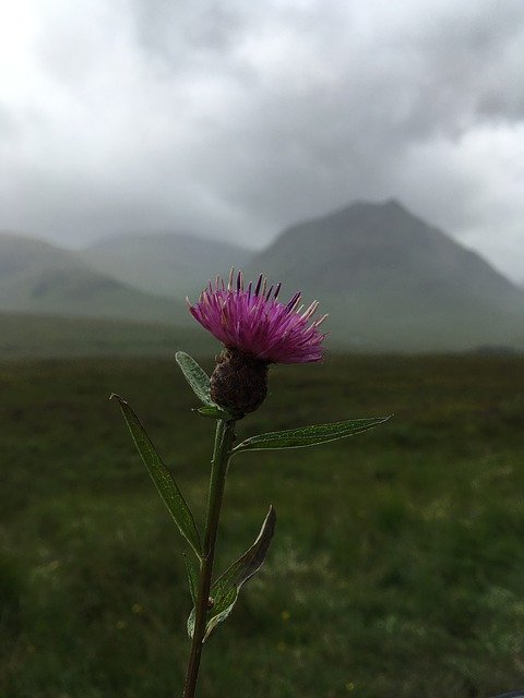 Free download Scotland Thistle Scottish -  free photo or picture to be edited with GIMP online image editor