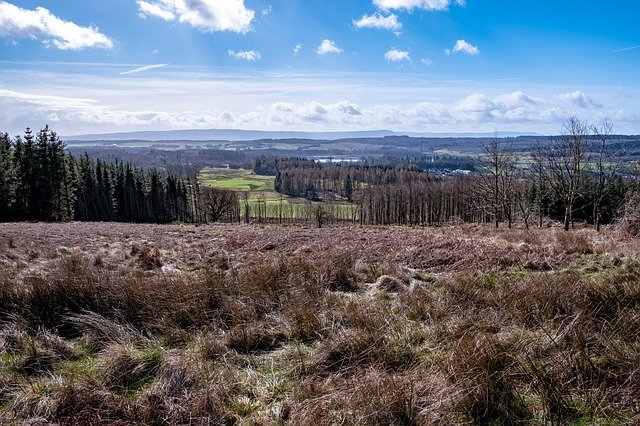 Free download Scotland Trees Landscape -  free photo or picture to be edited with GIMP online image editor