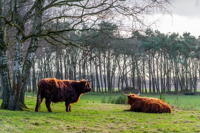 Free download scottish highlander cow horns free picture to be edited with GIMP free online image editor