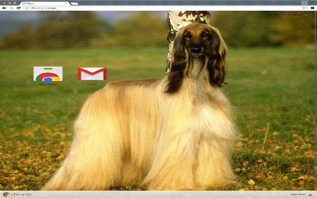 Afghan Hound  from Chrome web store to be run with OffiDocs Chromium online