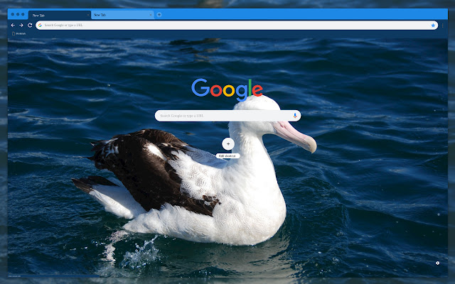 Albatross in the water  from Chrome web store to be run with OffiDocs Chromium online