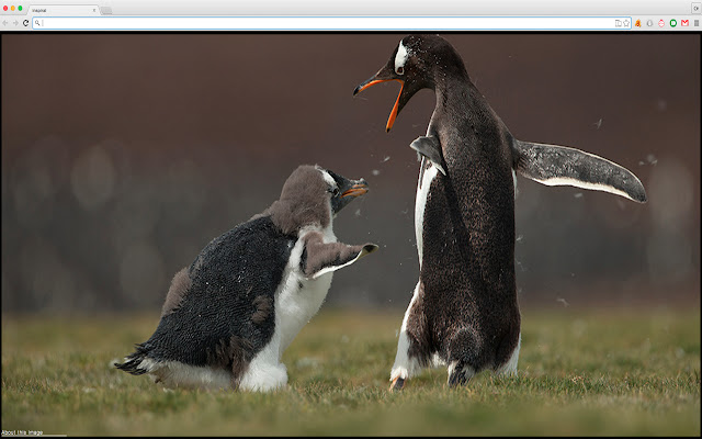 Amazing animals photos  from Chrome web store to be run with OffiDocs Chromium online