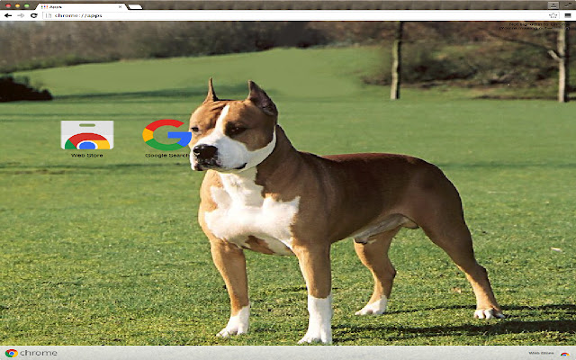 American Staffordshire Terrier  from Chrome web store to be run with OffiDocs Chromium online