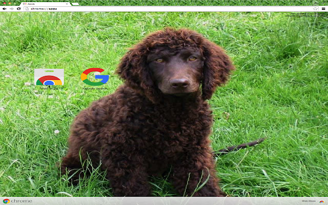 American Water Spaniel Theme  from Chrome web store to be run with OffiDocs Chromium online