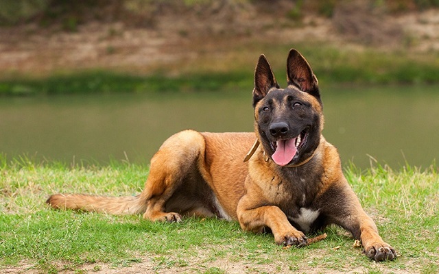 Belgian Malinois Breed Information Thanesix  from Chrome web store to be run with OffiDocs Chromium online