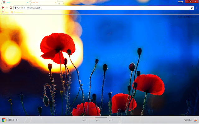 Blue Flower Poppy Flower Spring  from Chrome web store to be run with OffiDocs Chromium online