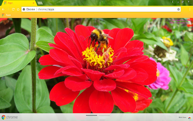 Bumble bee on a flower  from Chrome web store to be run with OffiDocs Chromium online