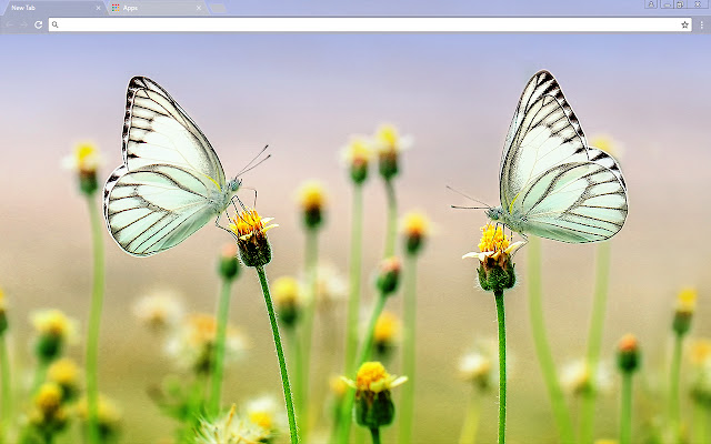 Butterfly Heaven  from Chrome web store to be run with OffiDocs Chromium online