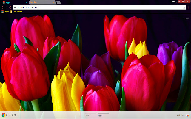 Colorful Flower Red Tulip 1366*768  from Chrome web store to be run with OffiDocs Chromium online