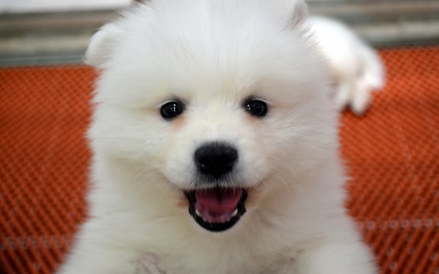 Cute Puppy  from Chrome web store to be run with OffiDocs Chromium online