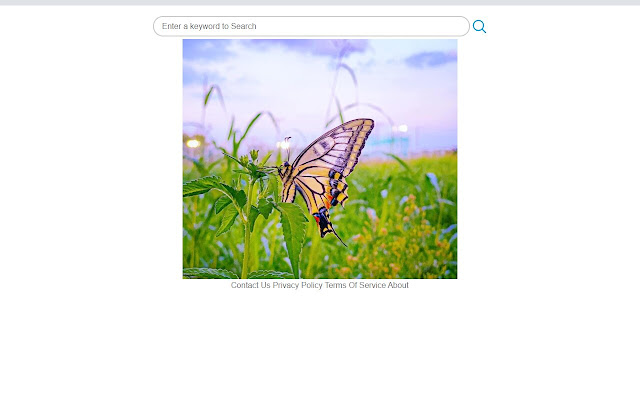 Daily Butterflies  from Chrome web store to be run with OffiDocs Chromium online