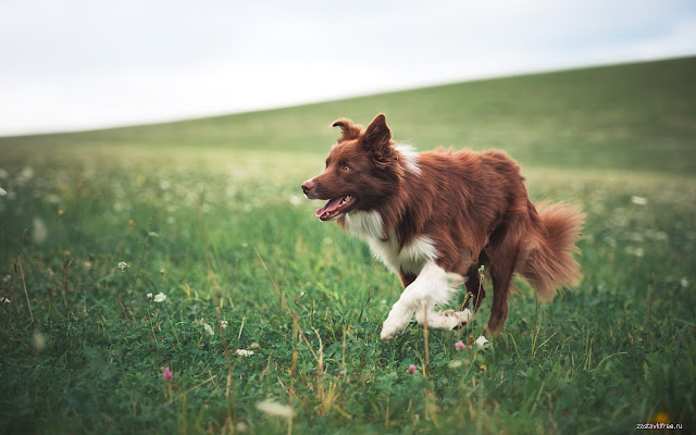 Dog  from Chrome web store to be run with OffiDocs Chromium online