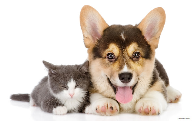 Dog and Cat  from Chrome web store to be run with OffiDocs Chromium online