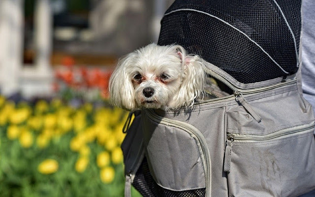 Dog Backpack Carriers  from Chrome web store to be run with OffiDocs Chromium online