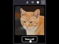 Fake Cat Generator  from Chrome web store to be run with OffiDocs Chromium online