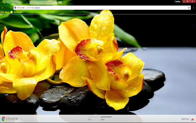 Flower Orchid Spring Stone  from Chrome web store to be run with OffiDocs Chromium online