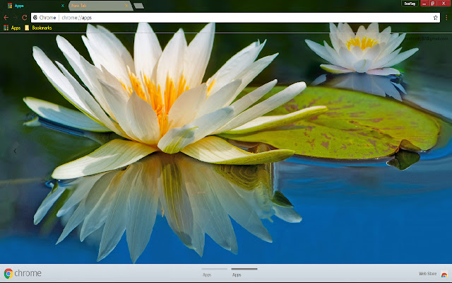 Flower Reflection Water Lily  from Chrome web store to be run with OffiDocs Chromium online