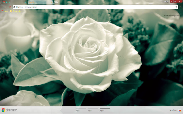 Flower Rose White Flower  from Chrome web store to be run with OffiDocs Chromium online