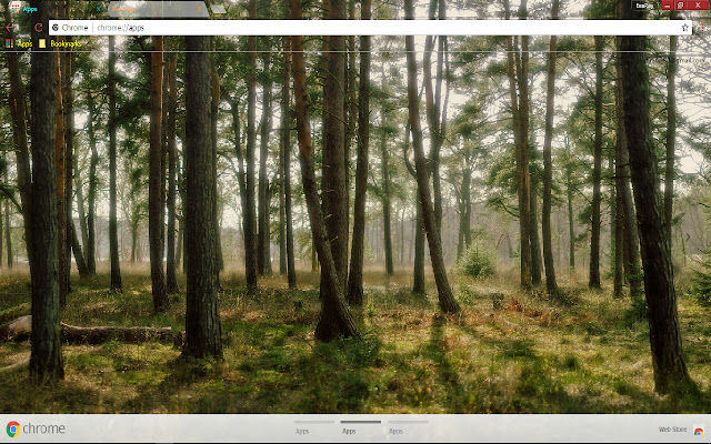 Forest Photography Pine Sunlight  from Chrome web store to be run with OffiDocs Chromium online