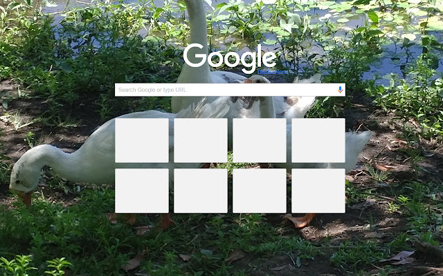 Goose on grassland  from Chrome web store to be run with OffiDocs Chromium online