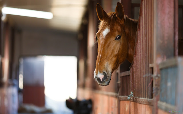 Horse  from Chrome web store to be run with OffiDocs Chromium online